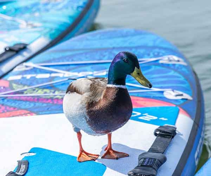 Starboard iGO Air Sup Deluxe SC 10.4 2020 mit Mänchen auf dem Board